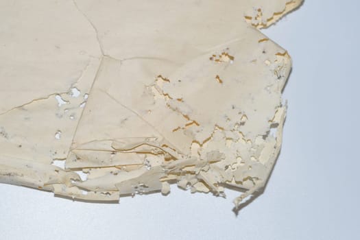 Paper swallowed with silverfish. Traces of wrecking silverfish on vinyl envelopes. lepisma