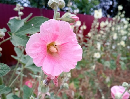Mallow flowers. Malva blooms. Beautiful flowers of mallow