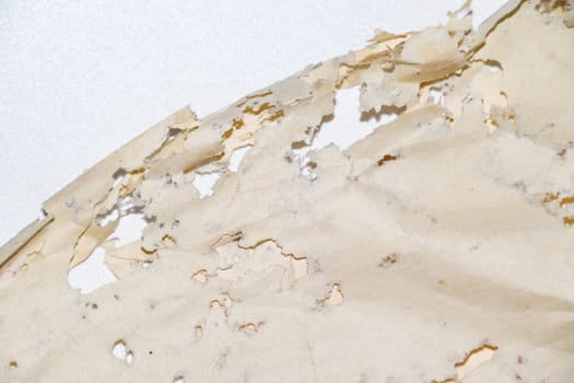 Paper swallowed with silverfish. Traces of wrecking silverfish on vinyl envelopes. lepisma