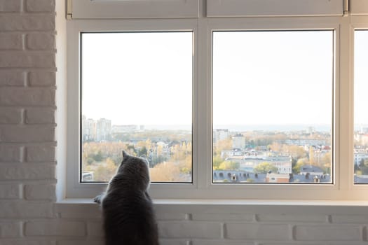 The big gray cat looks with interest in the window outside