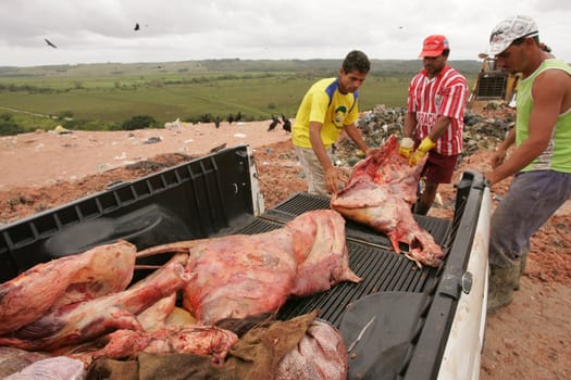 eunapolis, bahia / brazil - setembro 10, 2010: Sanitary Surveillance inspectors discard bollina meat from clandestine slaughter and without consumption conditions.
