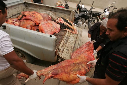 eunapolis, bahia / brazil - setembro 10, 2010: Sanitary Surveillance inspectors discard bollina meat from clandestine slaughter and without consumption conditions.