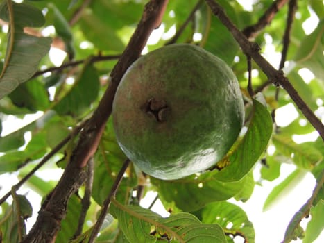 conde, bahia / brazil - april 2, 2011: Guava with its fruits. Guava is used in the manufacture of juices, ice cream, sweets and drink.