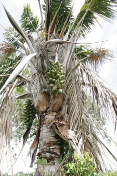 conde, bahia / brazil - march 24, 2011: Piassava palm tree. The fruit is used to extract vegetable oil.