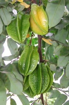 conde, bahia / brazil - april 28, 2011: Carambola fruit is used in the manufacture of juices, ice cream, sweets and drink.