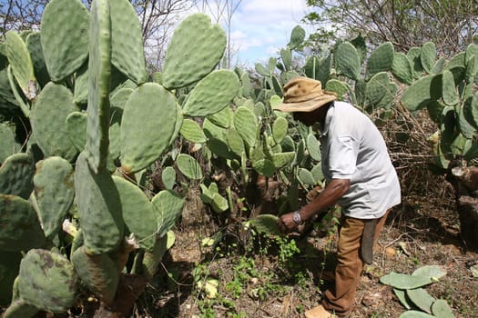vitoria da conquist, bahia / brazil - october 28, 2010: farmer cuts cactus leaf to feed cattle in the Pau Ferro region, in Vitoria da Conquista.