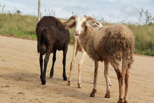 itabuna, bahia / brazil - june 15, 2012: sheep breeding on a farm in the city of Itabuna.