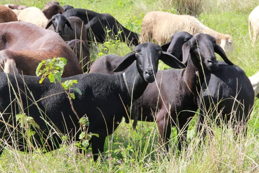 itabuna, bahia / brazil - june 15, 2012: sheep breeding on a farm in the city of Itabuna.
