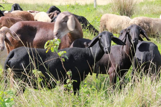 itabuna, bahia / brazil - june 15, 2012: sheep breeding on a farm in the city of Itabuna.