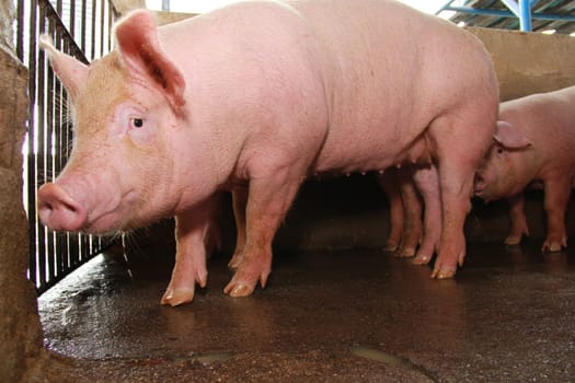 itabuna, bahia / brazil - june 15, 2012: Pig breeding farm in the city of Itabuna.