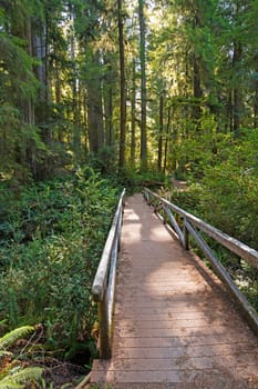 Secluded Bridge in the Redwood Forest in Jedidiah Smith Coastal Redwoods State Park in California