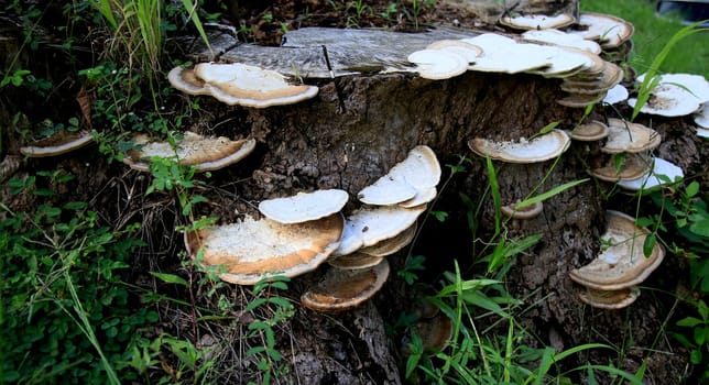 salvador, bahia / brazil - april 25, 2020: fungus is seen on a tree trunk in the city of Salvador...