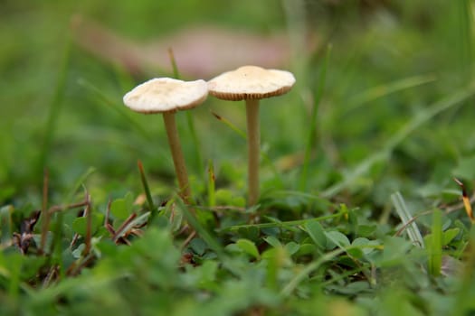 salvador, bahia / brazil - february 18, 2015: Mushroom fungus is seen in a garden in the city of Salvador..