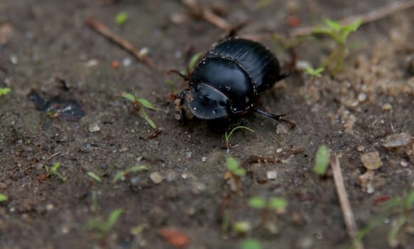 salvador, bahia / brazil - february 26, 2015: scarab beetle, popularly known as bug beetle is seen in a garden in the city of Salvador...