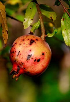 salvador, bahia / brazil - october 28, 2013: planting of pomegranate fruit in the city of Salvador.