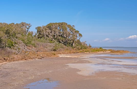 Live Oaks on the Gulf Coast in Aransas National Wildlife Refuge in Texas