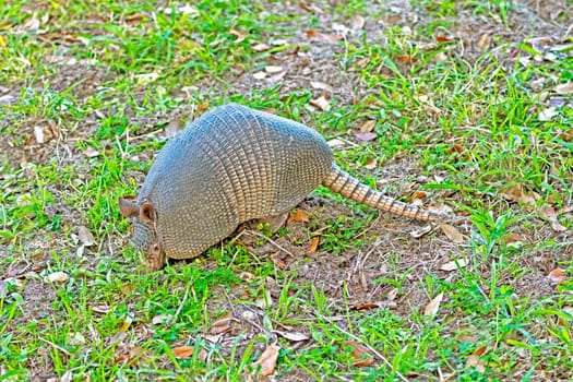 Armadillo Searching for Food in the Ground in the Aransas National Wildlife Refuge in Texas