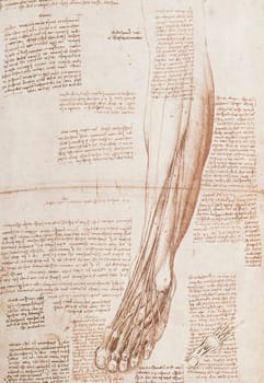 Muscles and tendons of the lower leg and foot by Leonardo Da Vinci. Royal Collection, United Kingdom