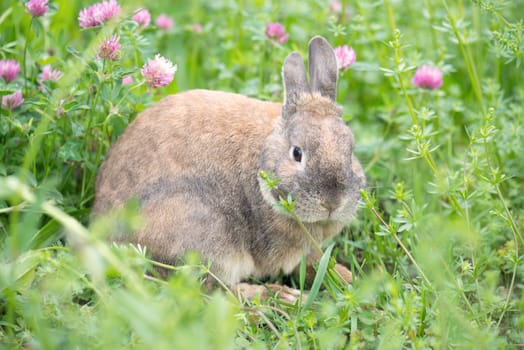 A rabbit on a meadow in the springtime, wildlife in natural invironment, fresh grass with clover flowers