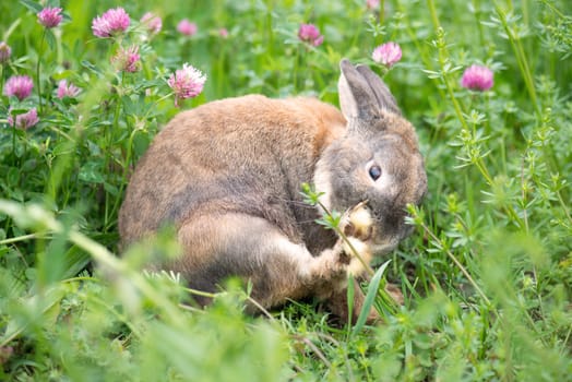 A rabbit on a meadow in the springtime, wildlife in natural invironment, fresh grass with clover flowers
