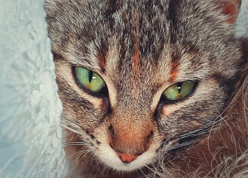 Pregnant cat face, close up portrait, lay down indoors hiding behind a curtain. Adorable kitty looking with marvelous green eyes to camera.