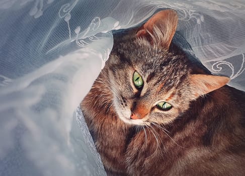 Pregnant cat laying down indoors, hiding behind a curtain to find a place where to give birth little kittens. Adorable kitty looking big green eyes to camera.