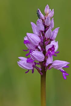 Macro Helmknabenkraut Orchis militaris from the NSG Frauenweilerwiesen