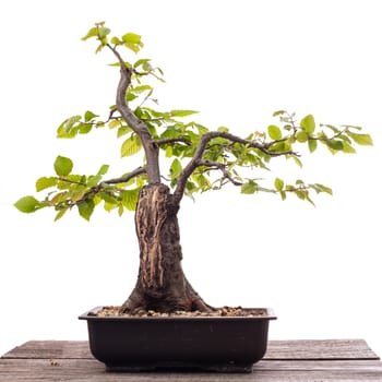 Hornbeam bonsai tree with deadwood on wooden board