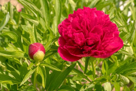 Big red peony with water drops leaves and green background