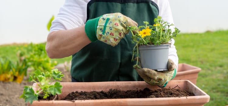 a close up of hands of woman potting flowers