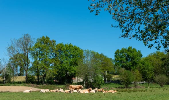 an herd of cows in the countryside