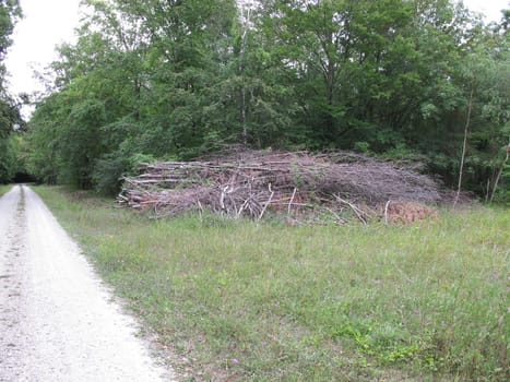 Forest maintenance and cleanup in the forest - dead wood in a clearing