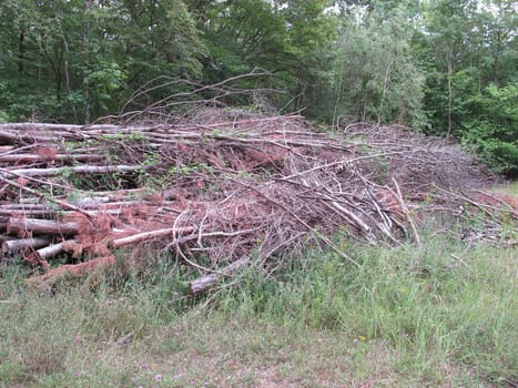 Forest maintenance and cleanup in the forest - dead wood in a clearing