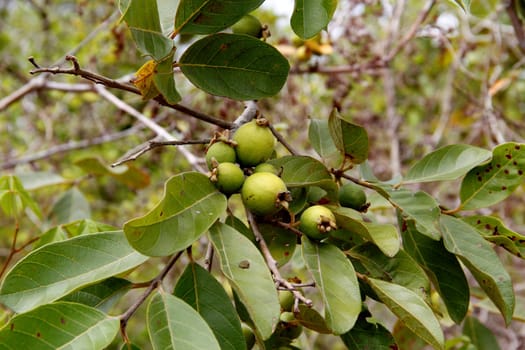 salvador, bahia / brazil - march 30, 2013: araca fruit, species of wild guava found in the city of Salvador.