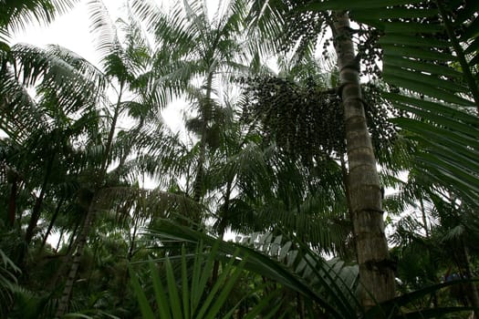 arataca, bahia / brazil - february 2, 2012: Acai palm plantation in the municipality of Arataca.