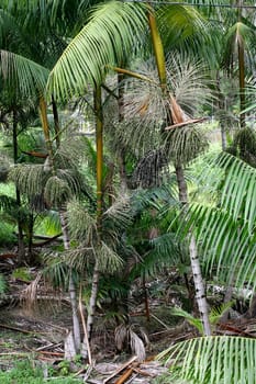arataca, bahia / brazil - february 2, 2012: Acai palm plantation in the municipality of Arataca.