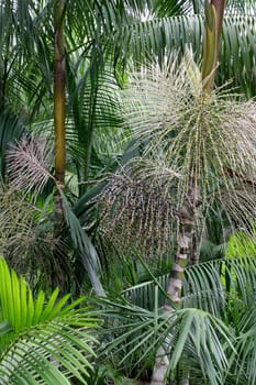 arataca, bahia / brazil - february 2, 2012: Acai palm plantation in the municipality of Arataca.