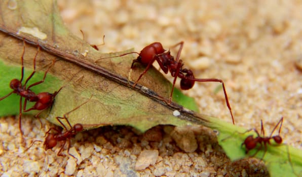 salvador, bahia / brazil - november 22, 2013: Leaf-cutting ant is seen in a garden in the city of Salvador.