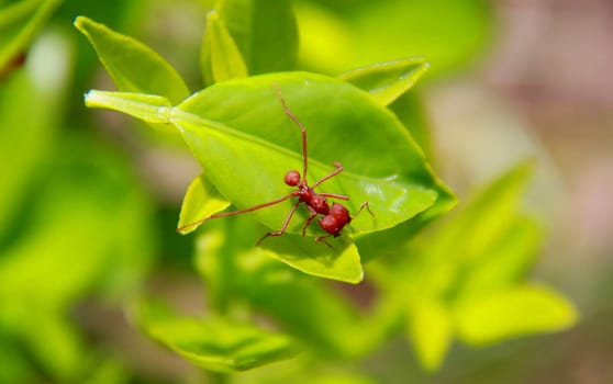 salvador, bahia / brazil - november 22, 2013: Leaf-cutting ant is seen in a garden in the city of Salvador.