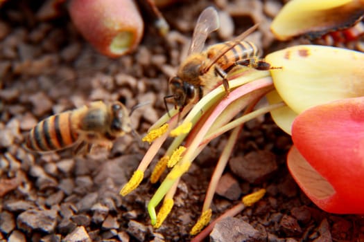 salvador, bahia / barazil - february 8, 2020: bee is seen collecting pollen in flower garden in the city of Salvador.