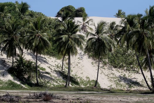 jandaira, bahia / brazil - december 24, 2013: coconut trees are seen by the sand dunes of Mangue-Seco, in the municipality of Jandaira.