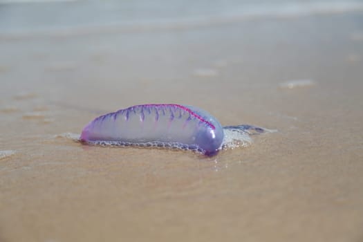 salvador, bahia / brazil - march 5, 2015: Living water is seen in the sand of Salvador beach...