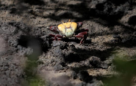conde, bahia / brazil - december 25, 2013: crab is in mangrove in the city of Conde.