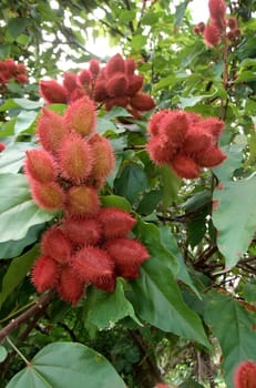 eunapolis, bahia / brazil - april 28, 2011: annatto plantation in the city of Eunapolis. The fruit is used for dye production.