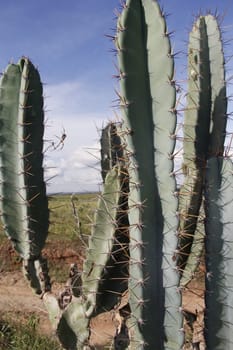 ibotirama, bahia / brazil - may 29, 2014: Cactus plant in rural Ibotirama, Bahia semi-arid. The plant that belongs to the cactus family.