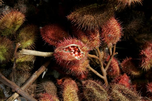eunapolis, bahia / brazil - april 28, 2011: annatto plantation in the city of Eunapolis. The fruit is used for dye production.