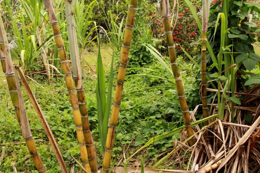conde, bahia / brazil - september 17, 2012: sugar cane plantation is seen in the rural area of the city of Conde...  .