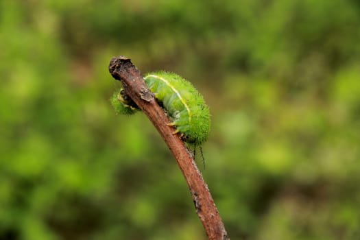 salvador, bahia / brazil - september 17, 2012: fire caterpillar is seen in a garden in the city of Salvador.
