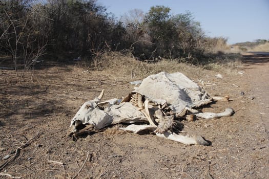 ibotirama, bahia / brazil - august, 2014: Drought dead cattle skeleton is seen in the rural area of the municipality of Ibotirama in Bahia.