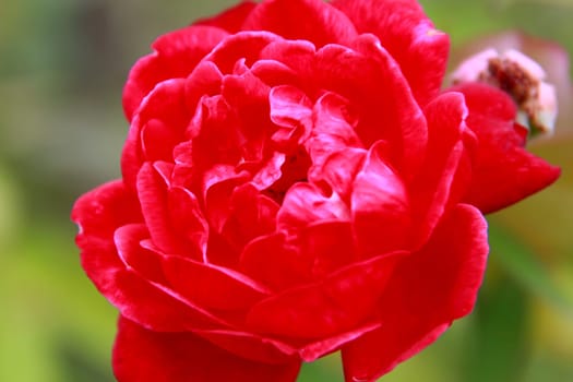 salvador, bahia / brazil - november 22, 2013: red rose is seen in garden in the city of Salvador.  ...
